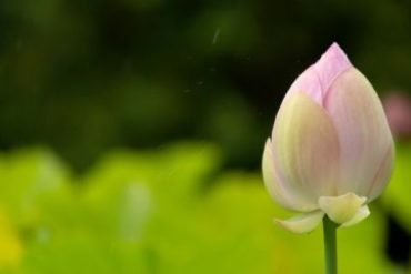 Purchase Supplements